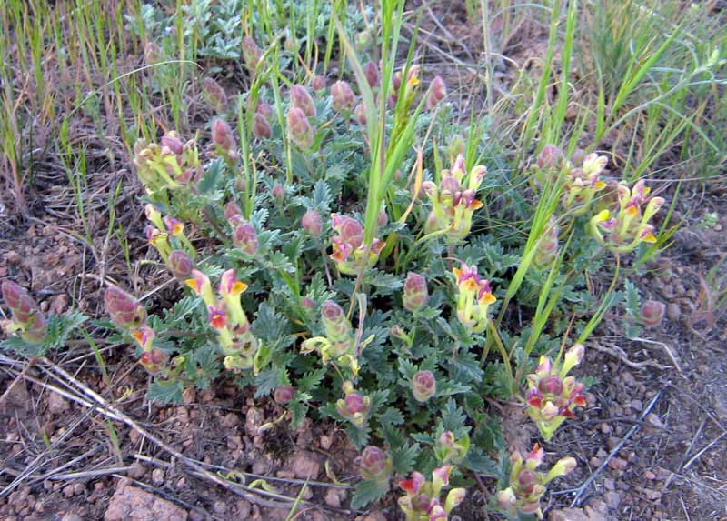 Изображение особи Scutellaria transiliensis.