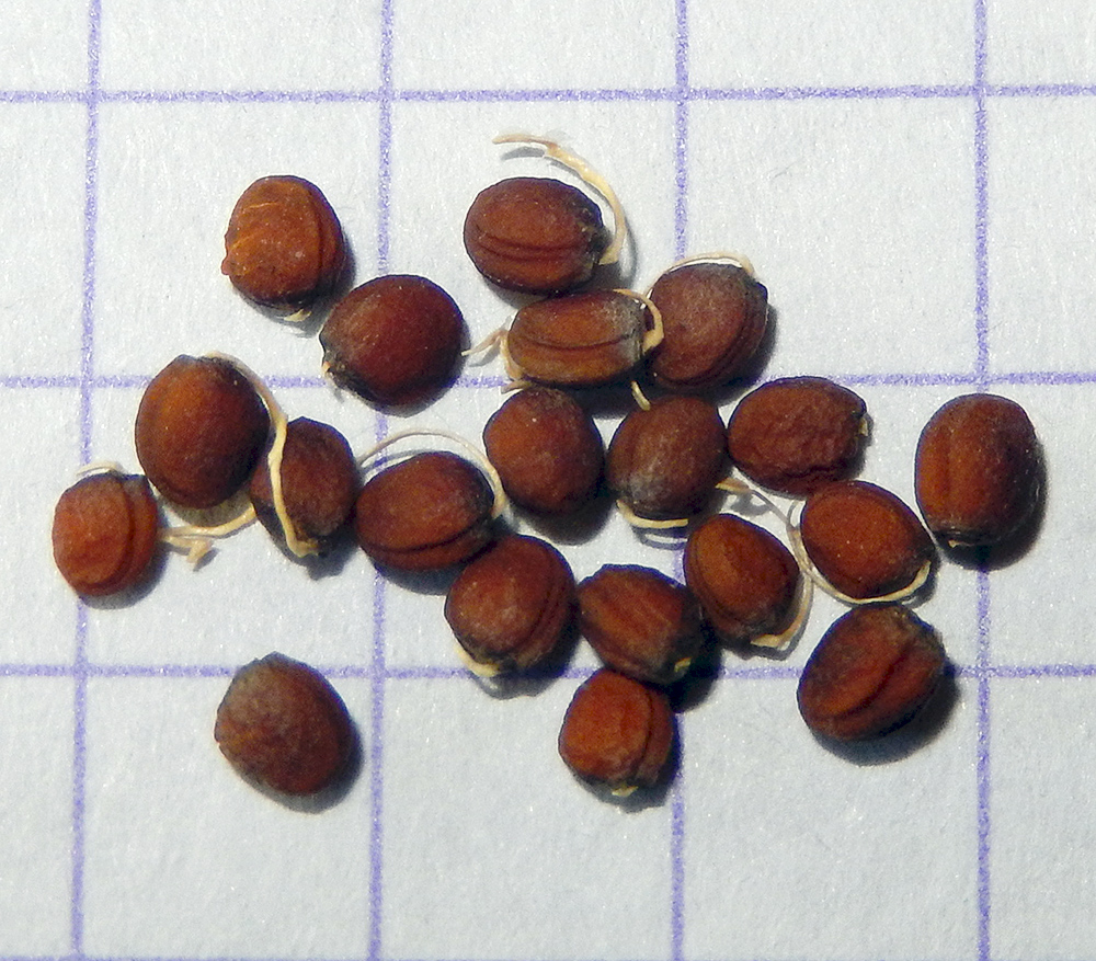Image of Crambe koktebelica specimen.
