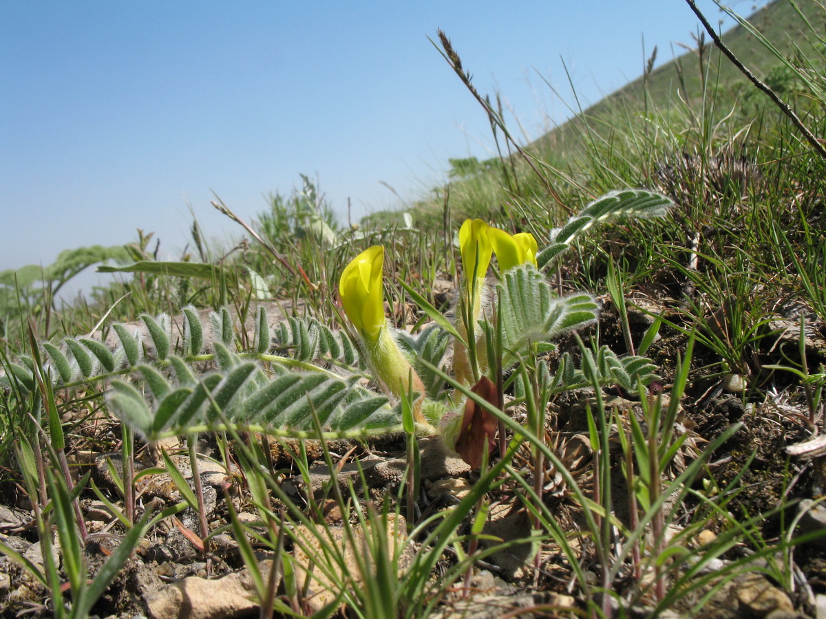 Image of Astragalus atrovinosus specimen.