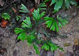 Selaginella intermedia. Вегетирующее растение. Малайзия, о-в Пенанг, национальный парк Пенанг, прибрежный лес. 06.05.2017.