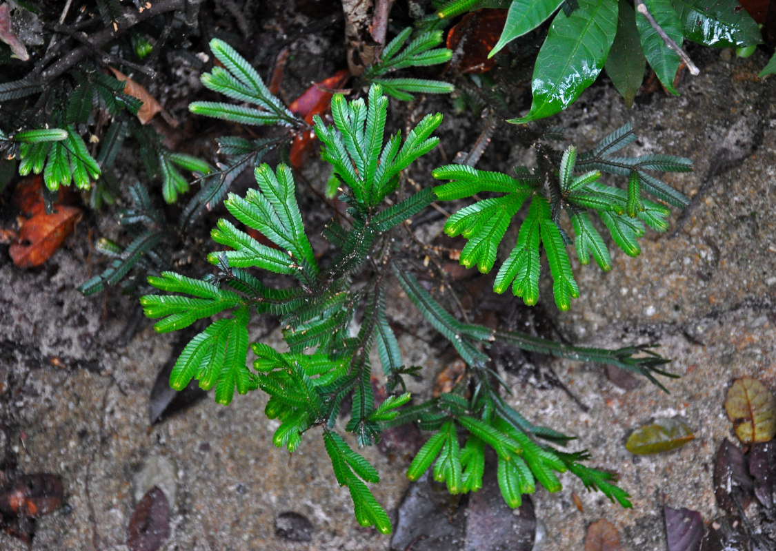 Изображение особи Selaginella intermedia.