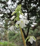 Pteridophyllum racemosum. Соцветие. Московская обл., в культуре. 1 мая 2018 г.