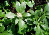 Pachysandra terminalis