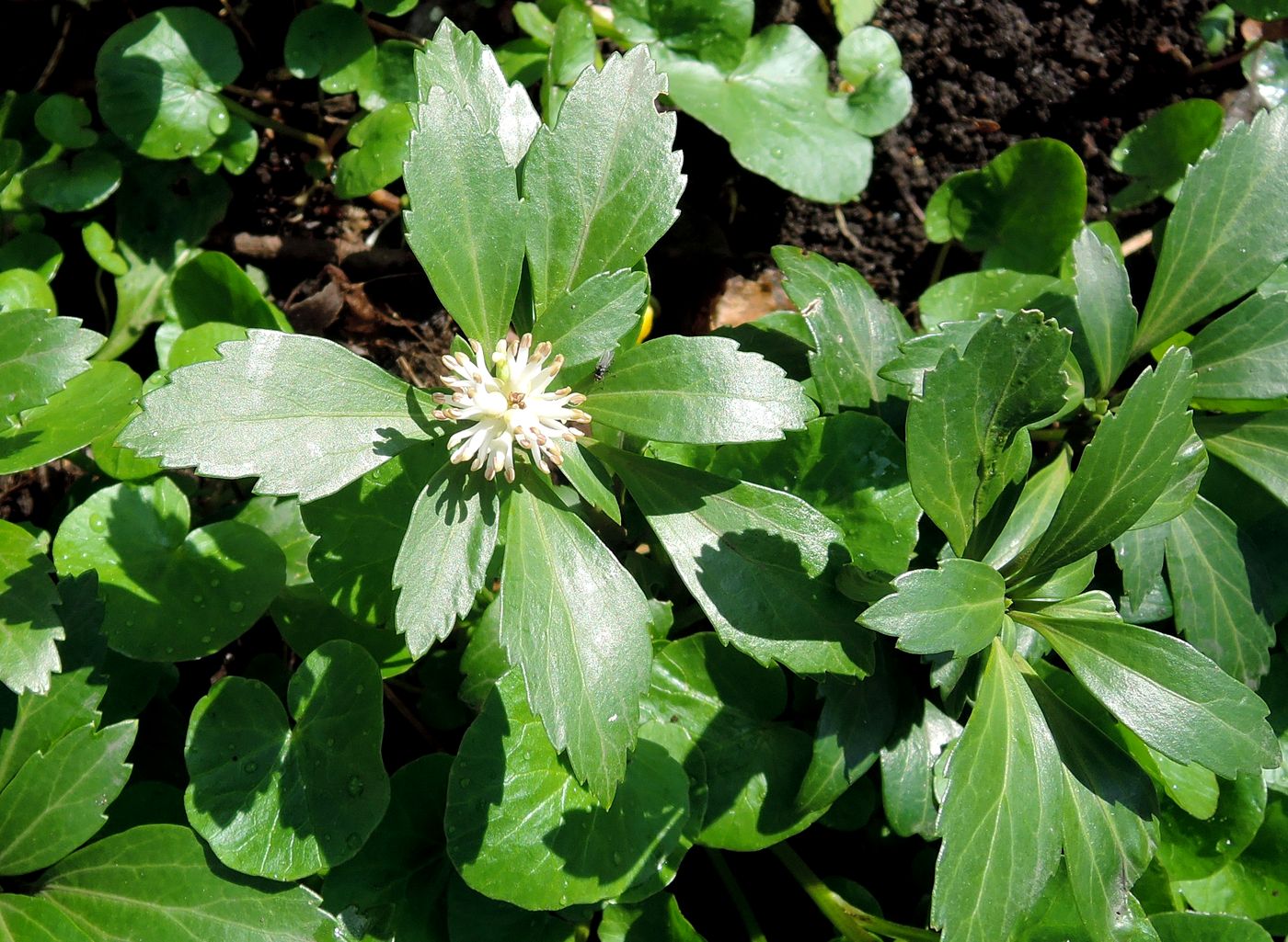 Image of Pachysandra terminalis specimen.