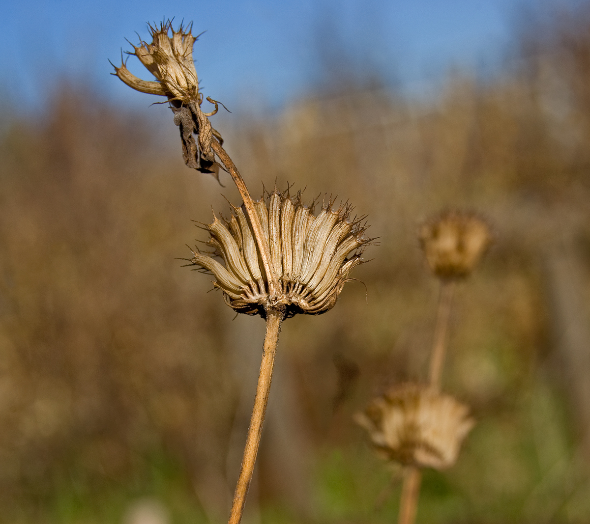 Изображение особи Monarda didyma.