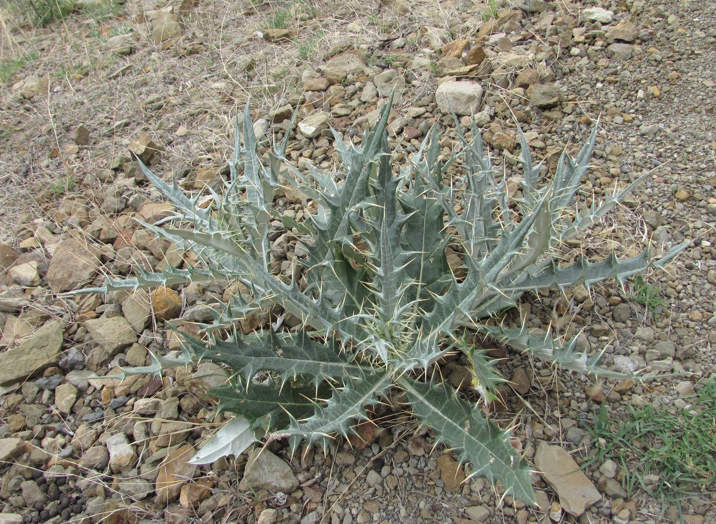 Изображение особи Cirsium argillosum.