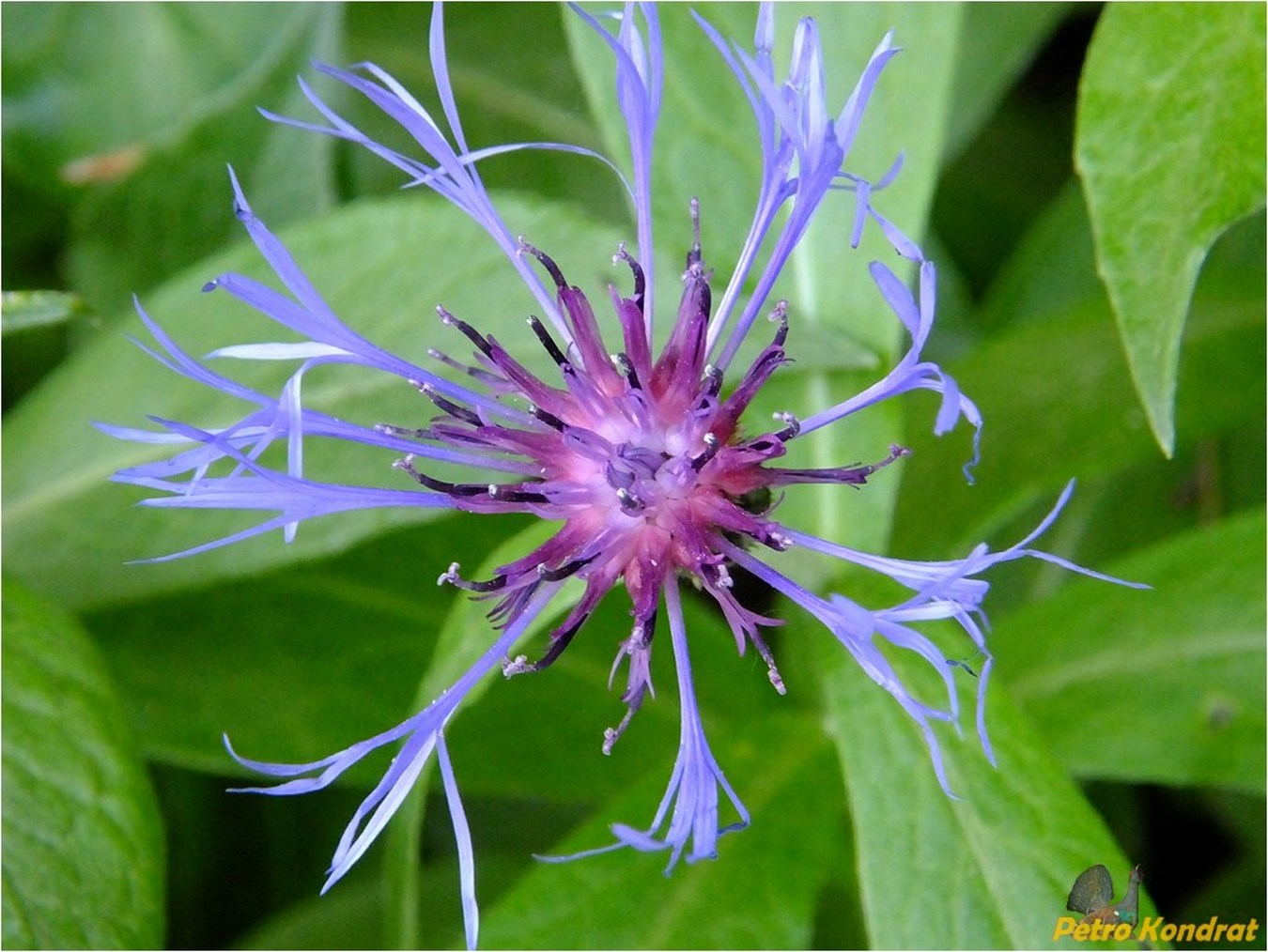 Изображение особи Centaurea mollis.