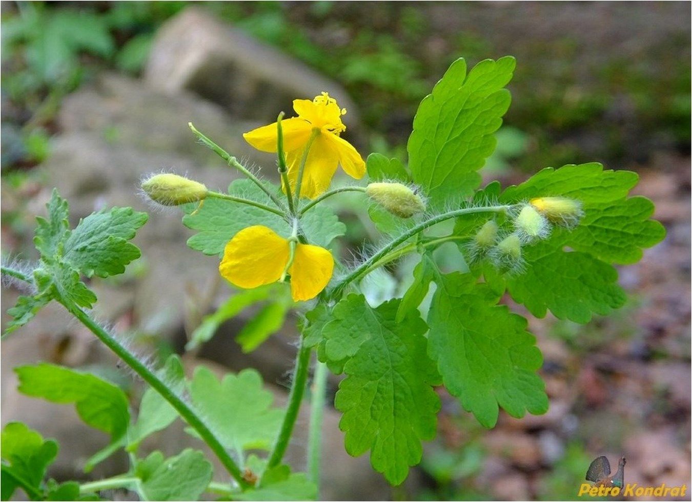 Image of Chelidonium majus specimen.