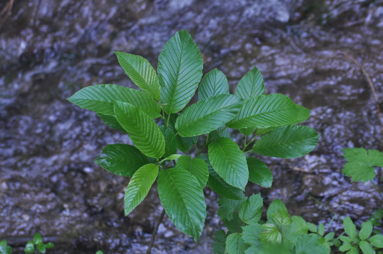 Image of Rhamnus imeretina specimen.