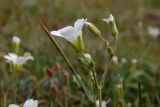 Minuartia circassica