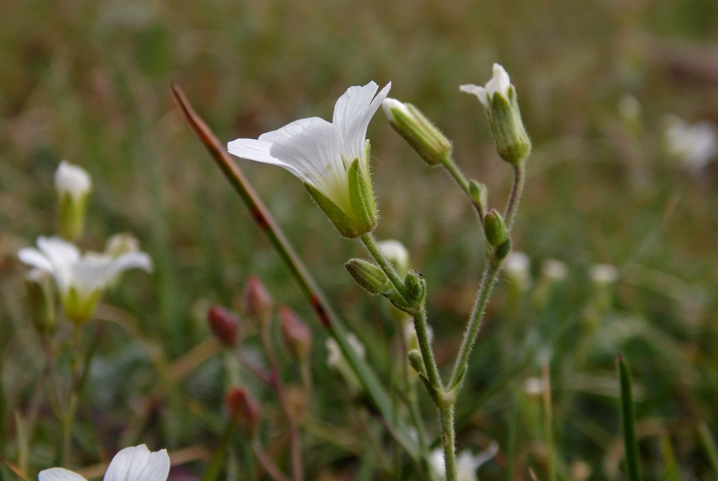 Image of Minuartia circassica specimen.