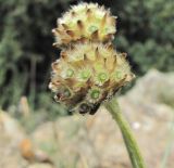 Image of taxon representative. Author is Геннадий Окатов
