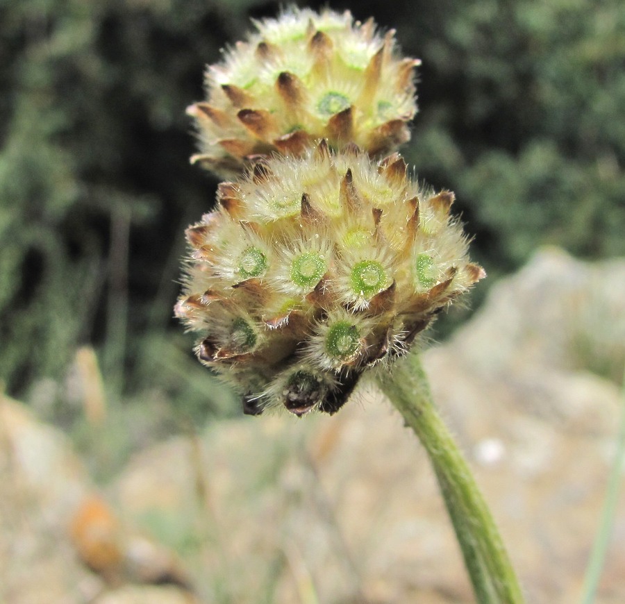 Image of Cephalaria dagestanica specimen.