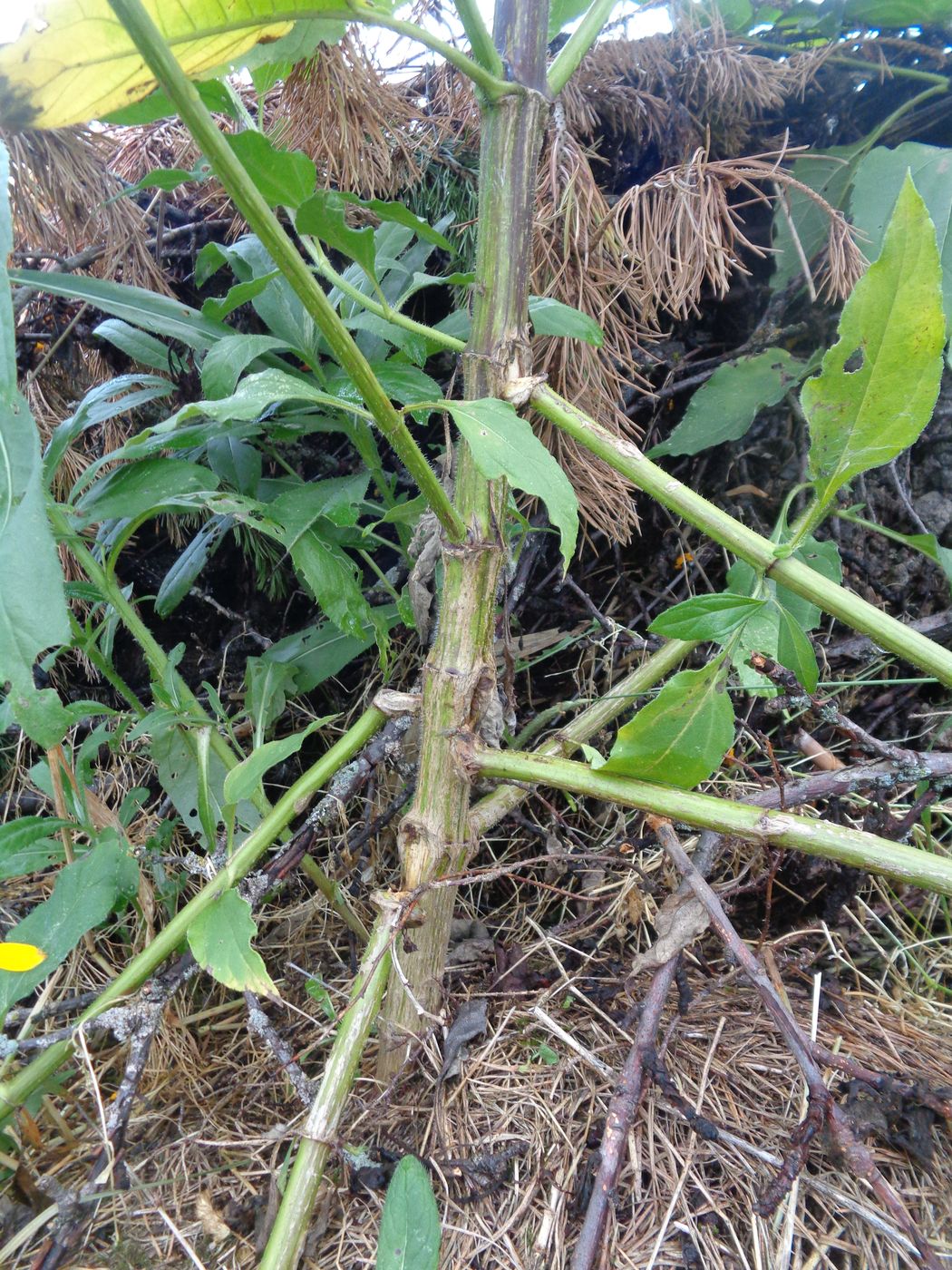 Изображение особи Helianthus tuberosus.