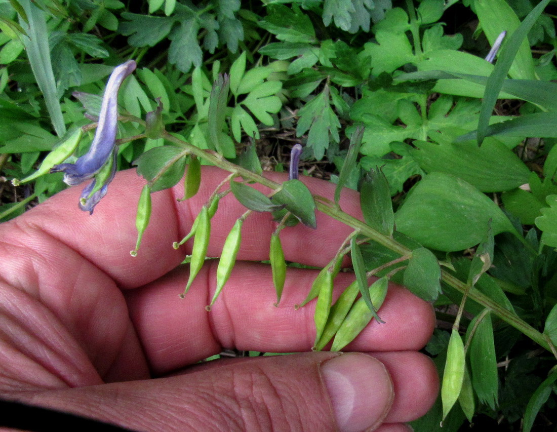 Image of Corydalis lacrimuli-cuculi specimen.