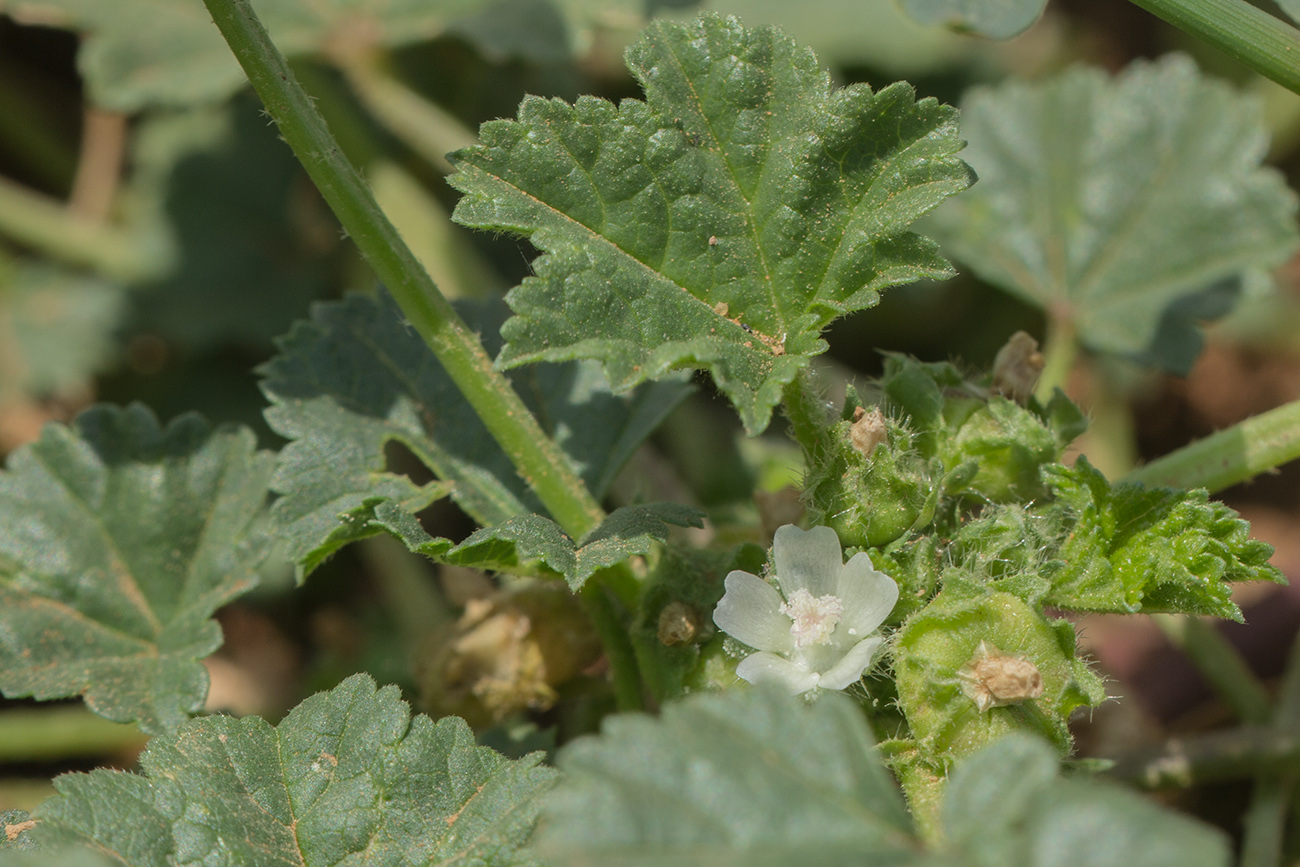 Image of Malva pusilla specimen.