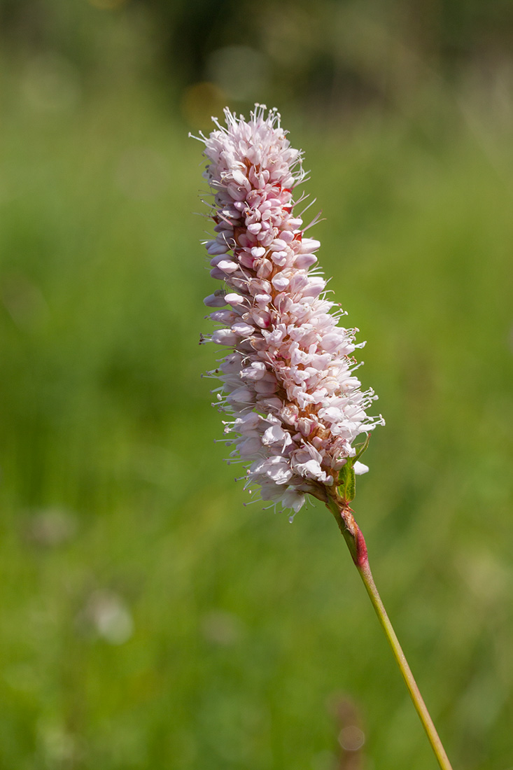 Изображение особи Bistorta officinalis.