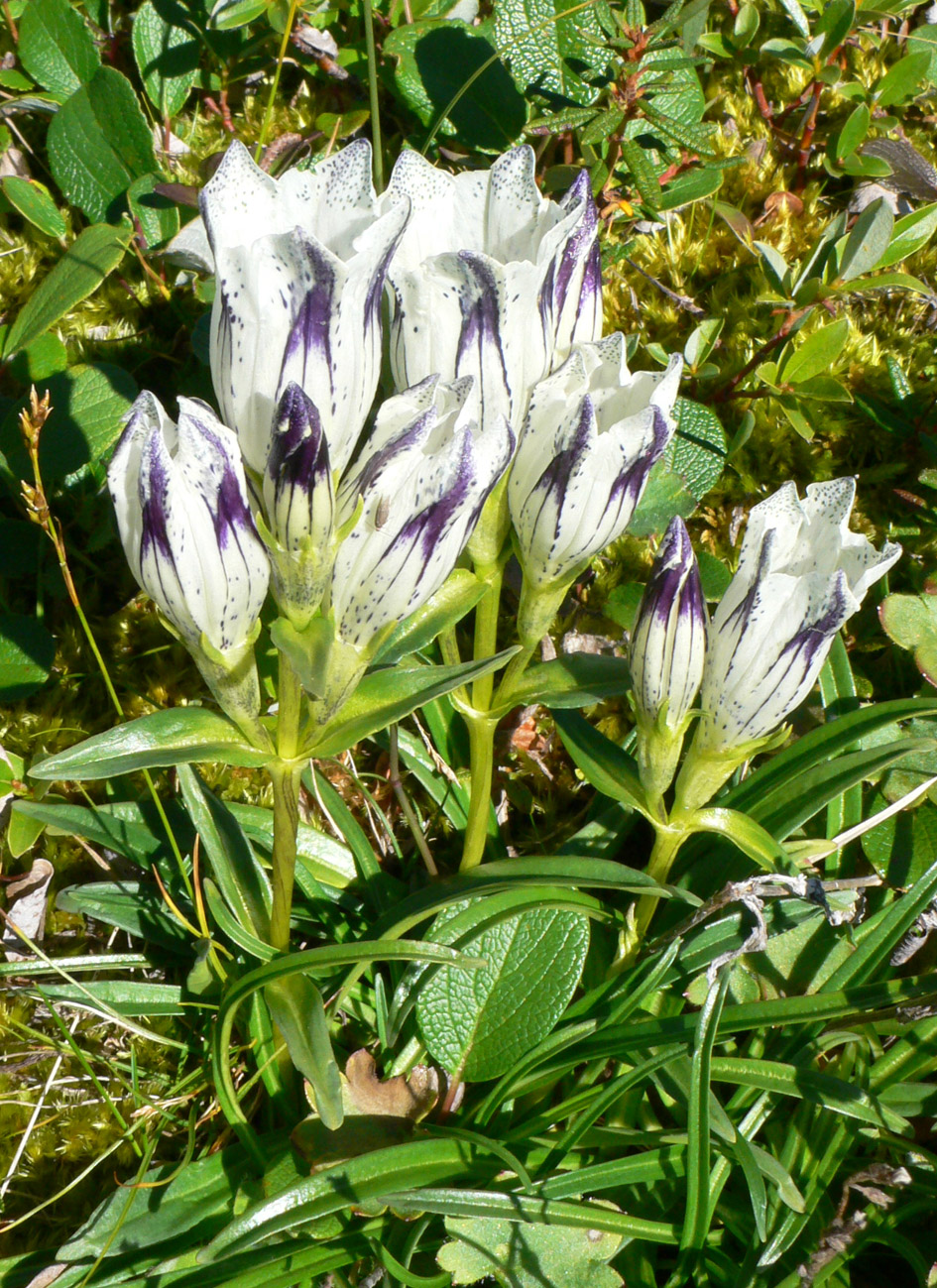 Изображение особи Gentiana algida.