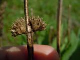 Betonica officinalis