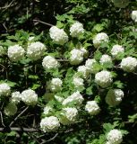 Viburnum форма roseum