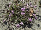 Gypsophila sambukii. Цветущее растение. Якутия, Оймяконский р-н, горная система Черского, хр. Улахан-Чистай, высокогорный массив Буордах, верховья р. Джапкапчан, песчано-щебнистая коса. 23.07.2012.