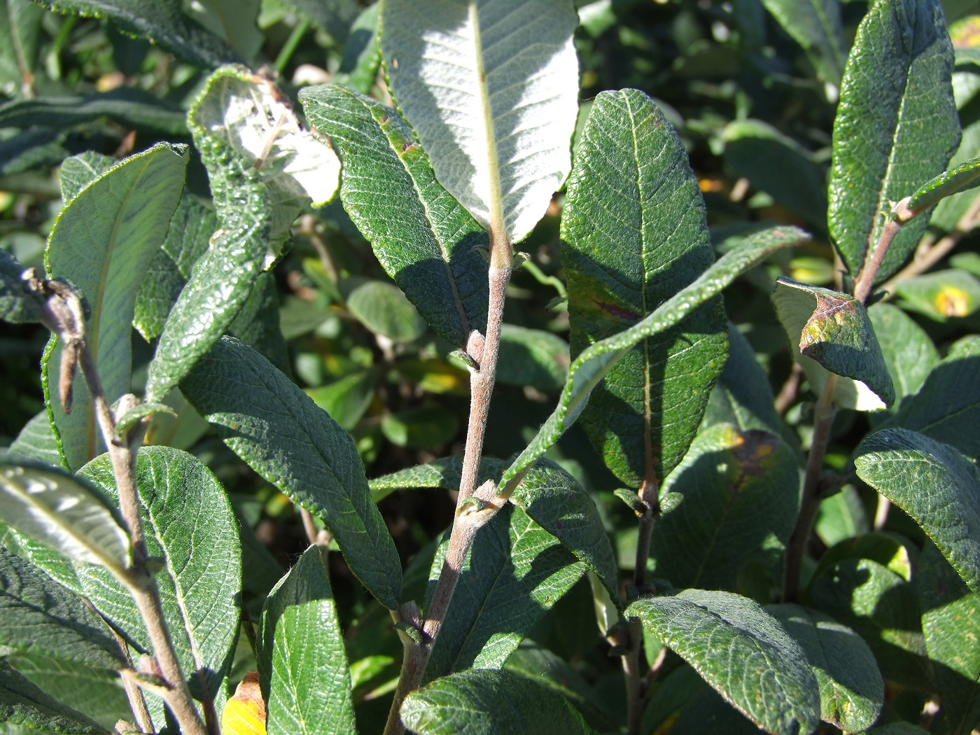 Image of Salix krylovii specimen.