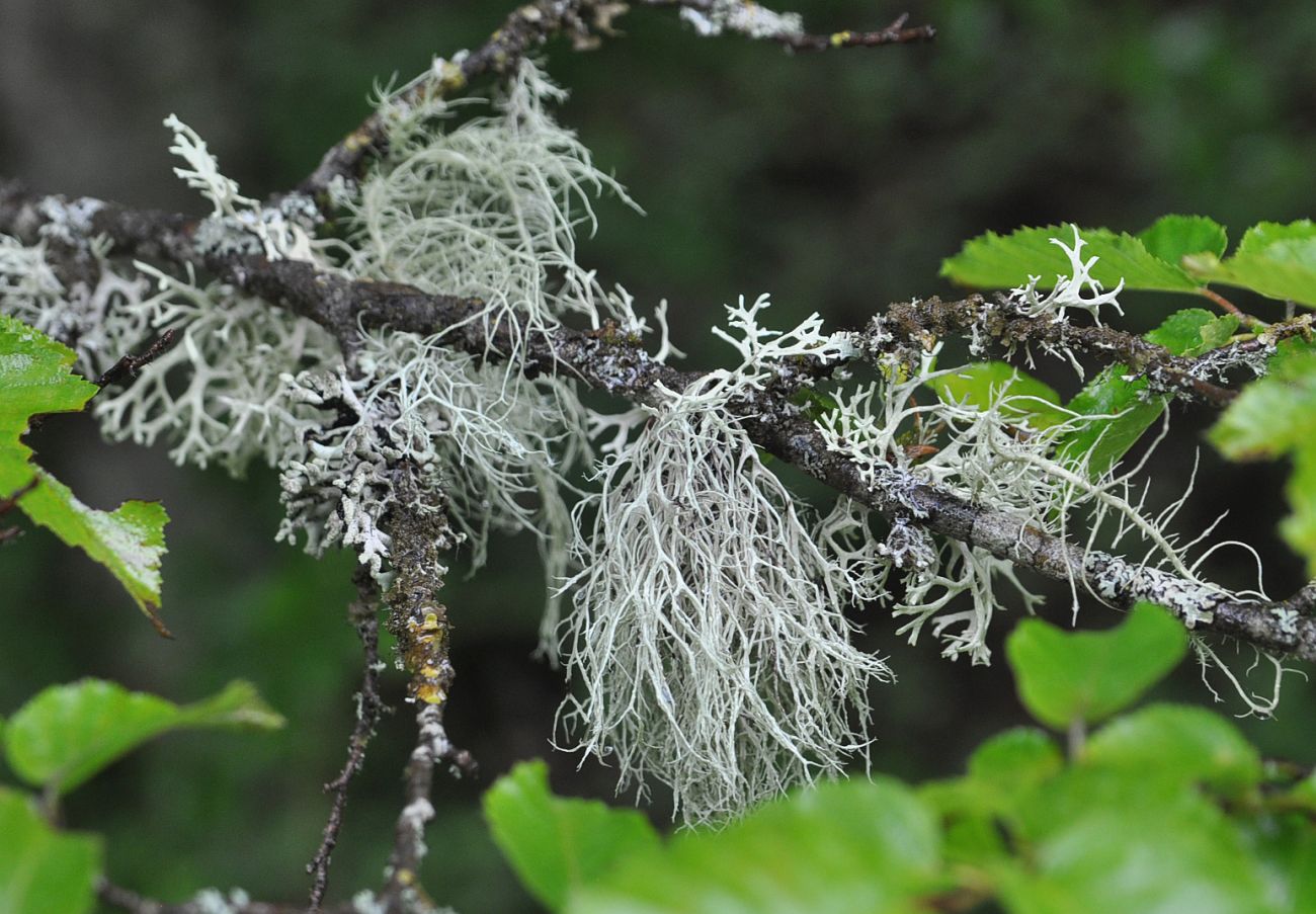 Изображение особи семейство Parmeliaceae.