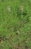 Astragalus uliginosus