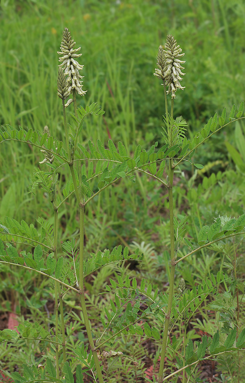 Image of Astragalus uliginosus specimen.