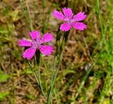 Dianthus deltoides