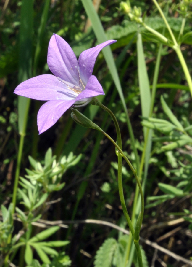 Изображение особи Campanula altaica.