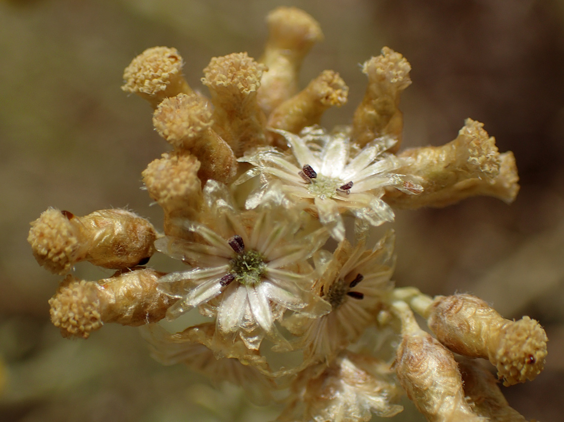 Изображение особи Helichrysum italicum.