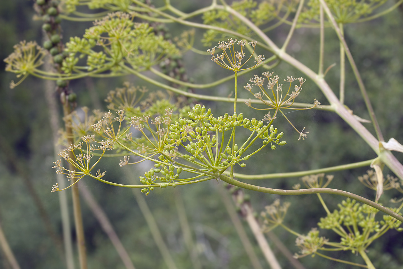 Image of genus Ferula specimen.