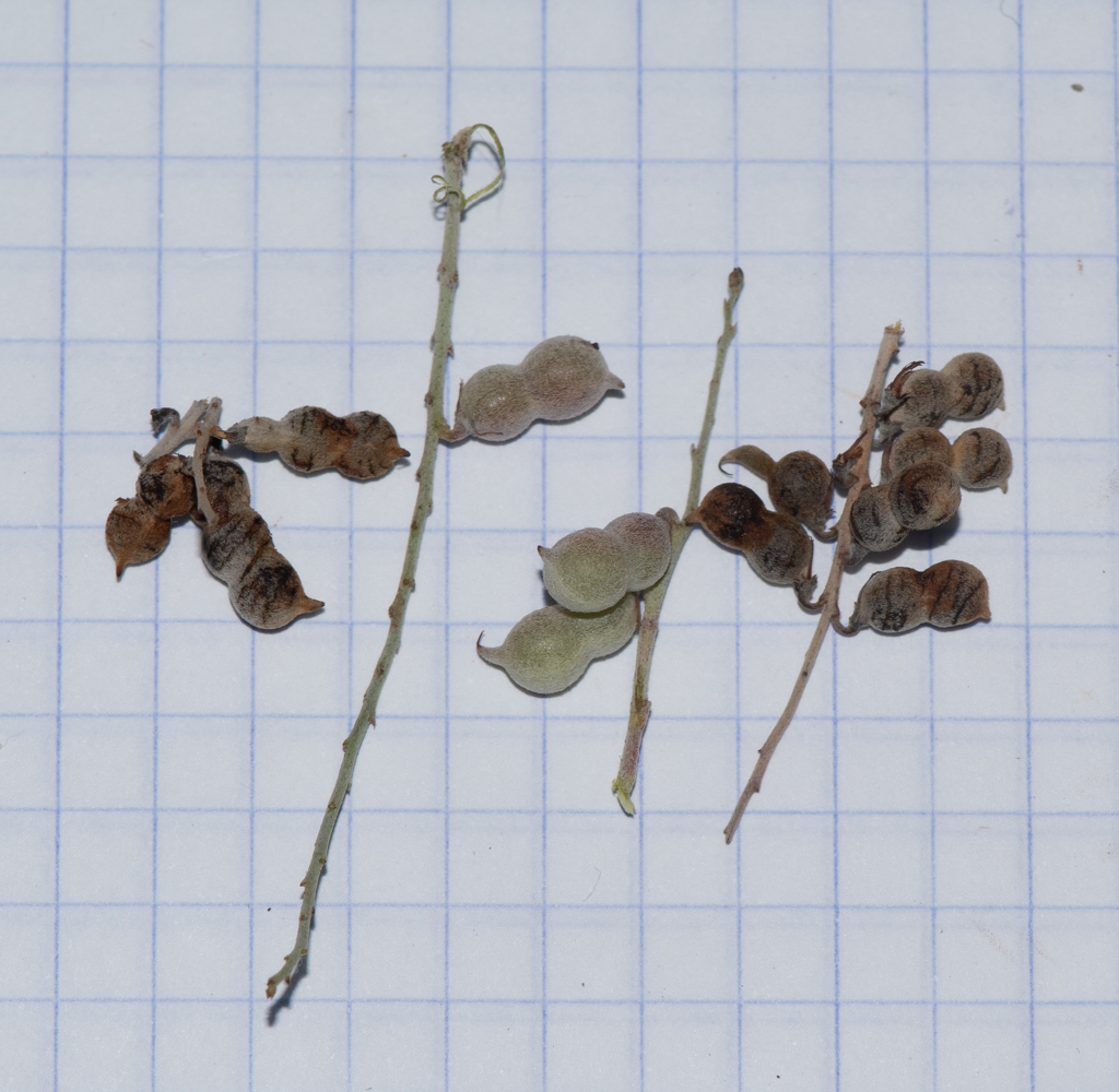 Image of Indigofera articulata specimen.