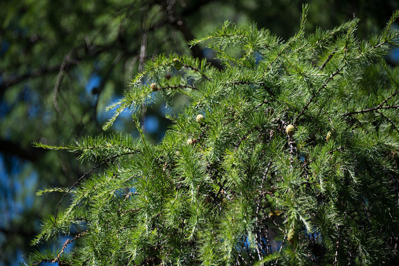 Image of Larix gmelinii specimen.