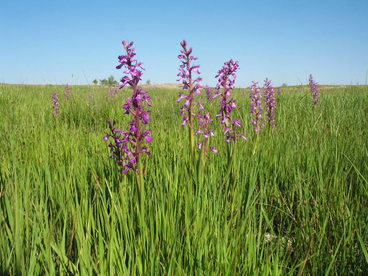 Изображение особи Anacamptis laxiflora ssp. dielsiana.