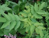 Mahonia repens