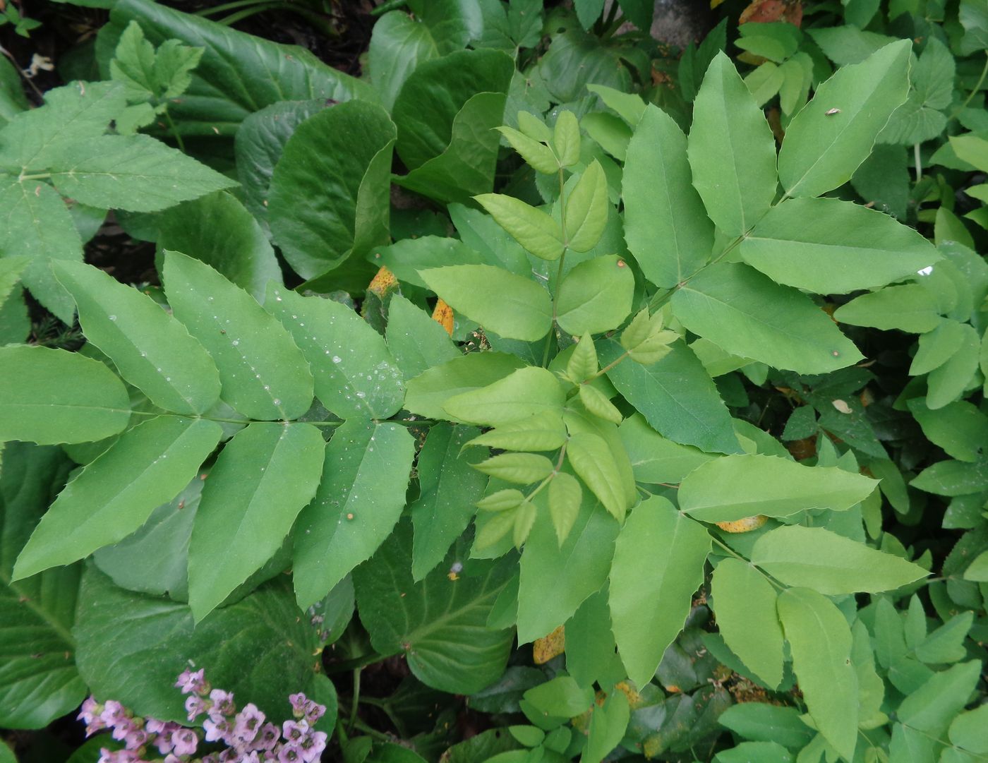 Изображение особи Mahonia repens.