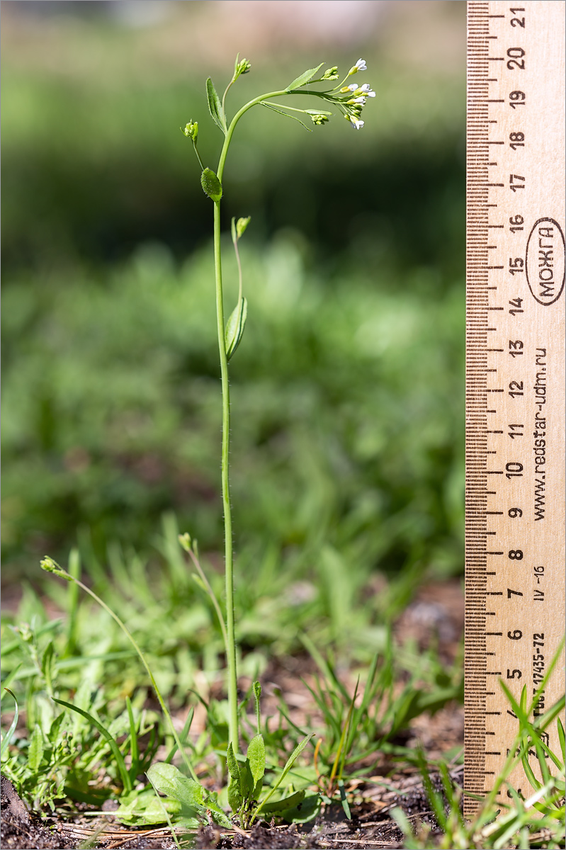 Image of Arabidopsis thaliana specimen.