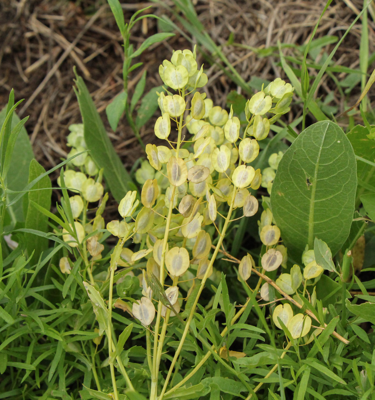 Image of Thlaspi arvense specimen.