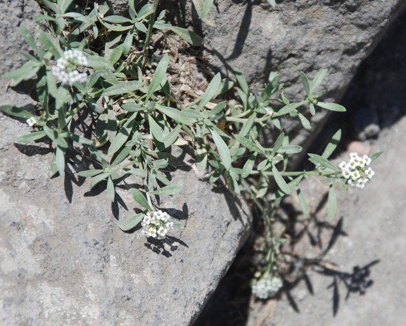 Image of Lobularia maritima specimen.