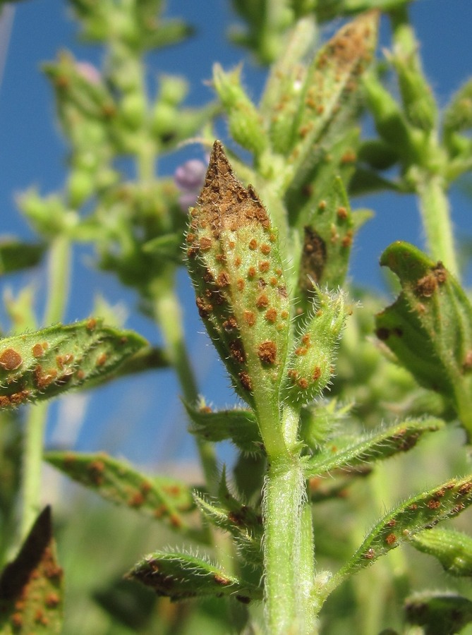 Изображение особи Ziziphora acinos.