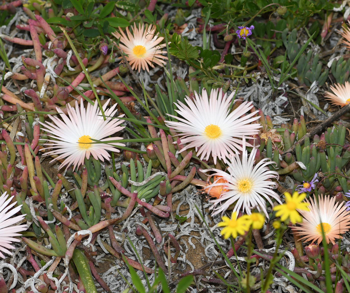 Image of Jordaaniella anemoniflora specimen.