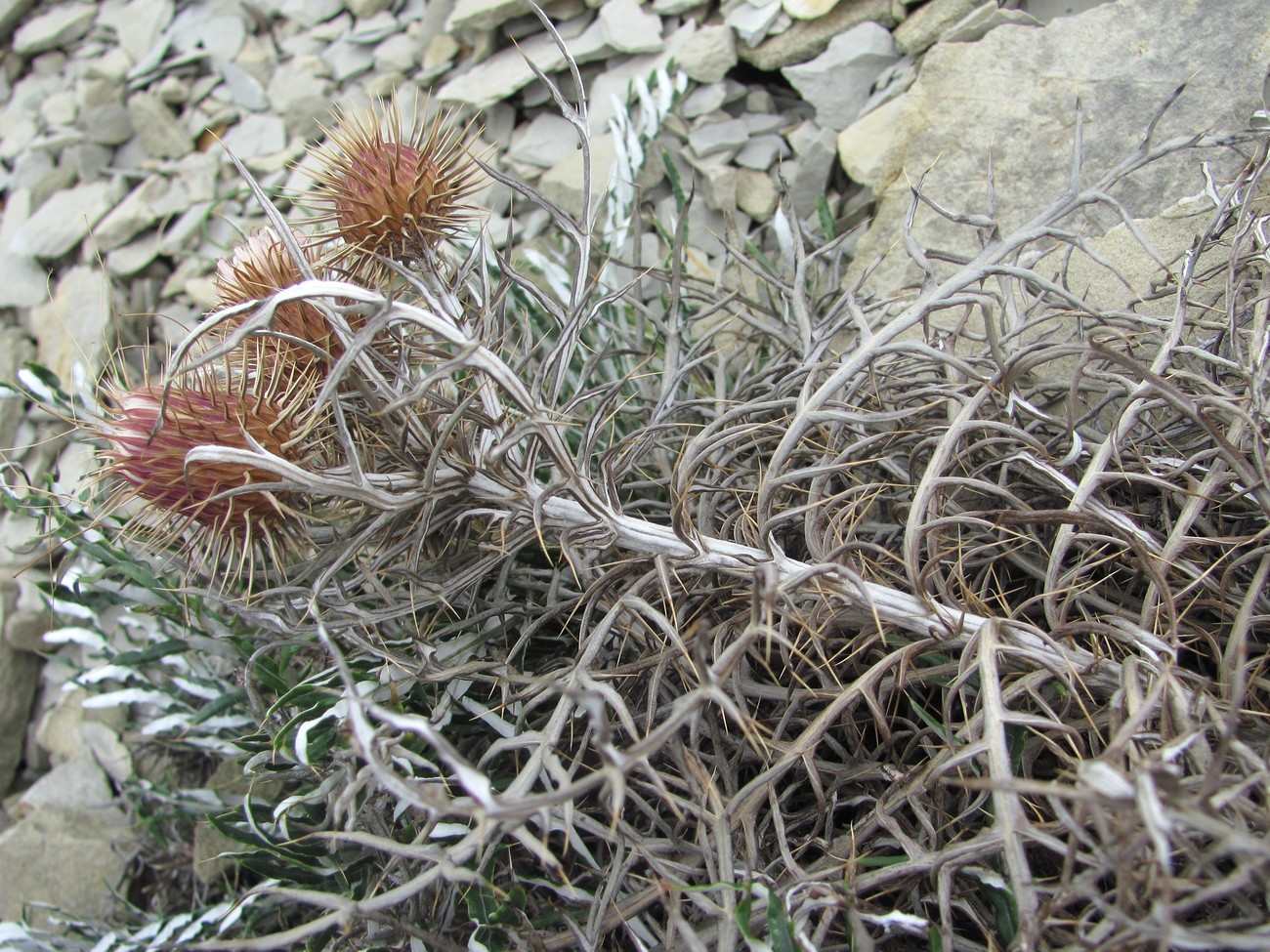 Изображение особи Lamyra echinocephala.