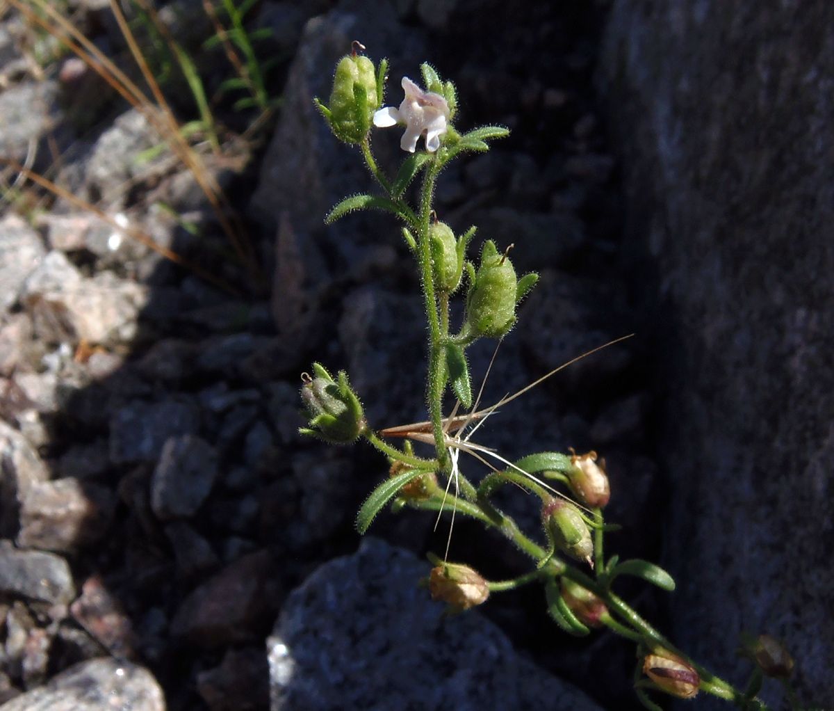 Image of Chaenorhinum minus specimen.