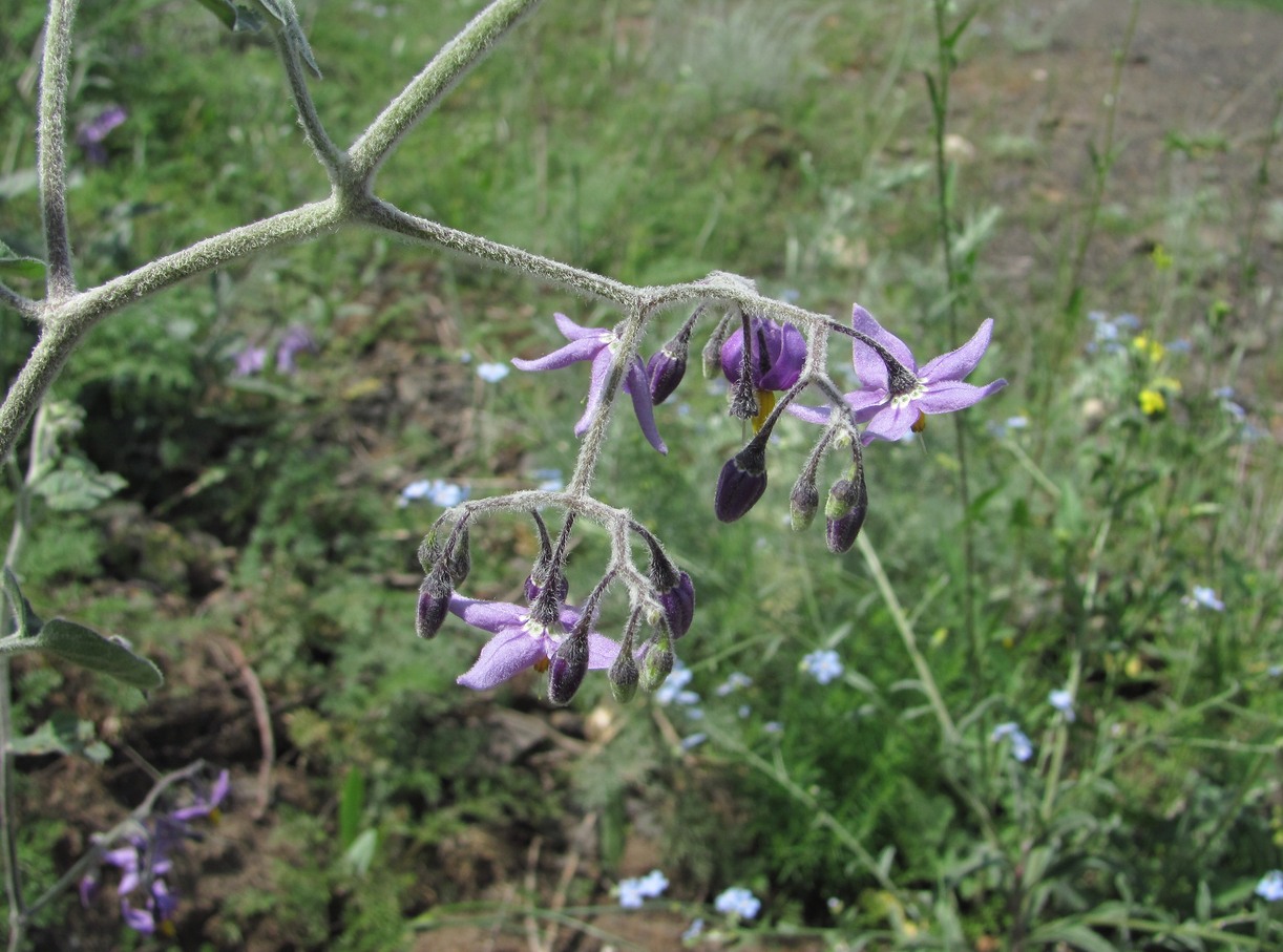 Изображение особи Solanum pseudopersicum.