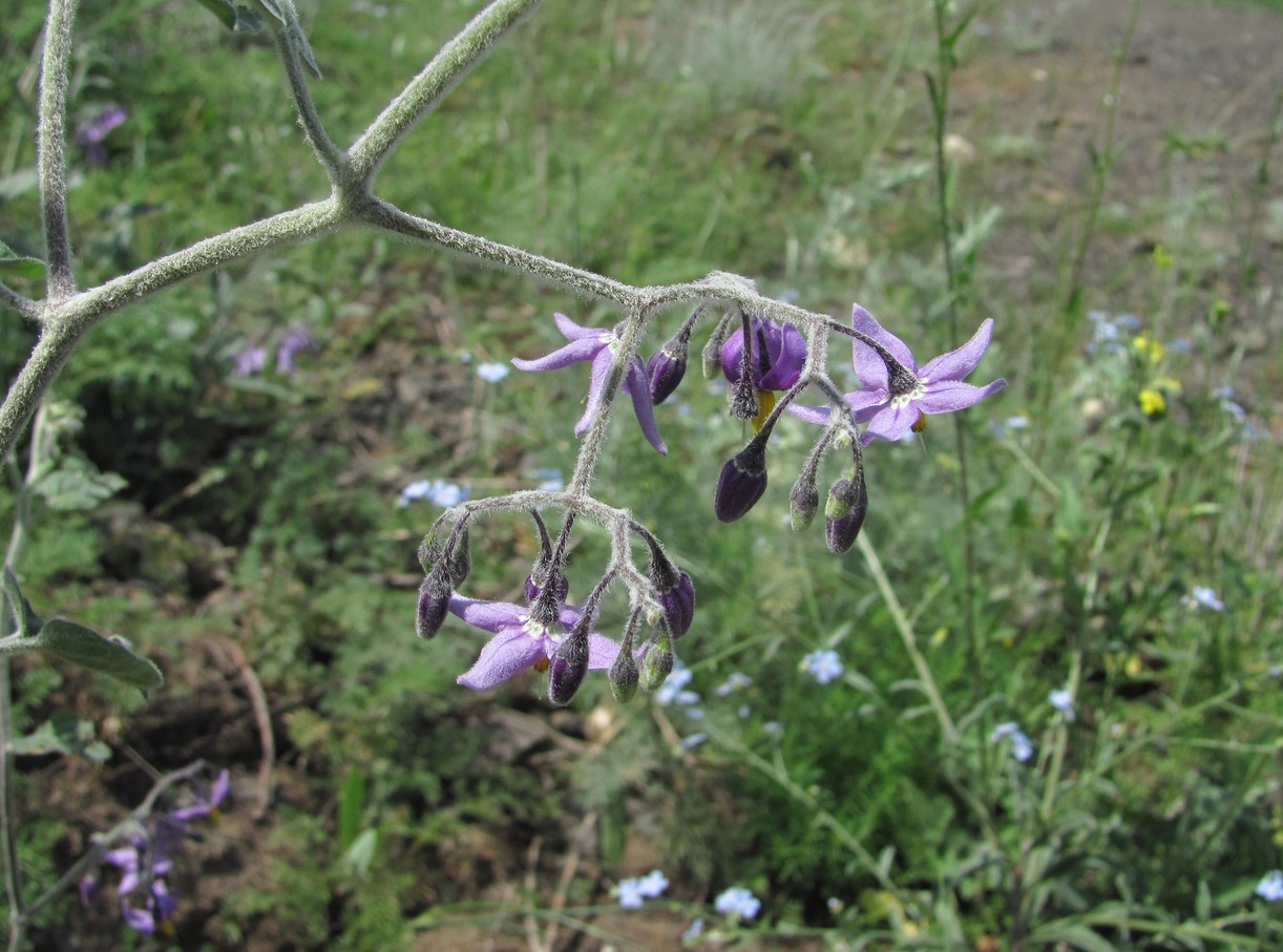 Image of Solanum pseudopersicum specimen.