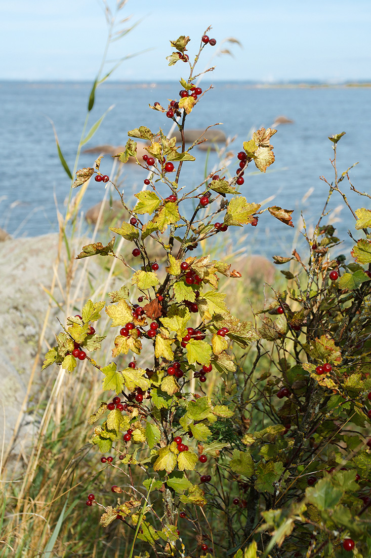 Изображение особи Ribes alpinum.