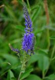 Veronica spicata ssp. bashkiriensis