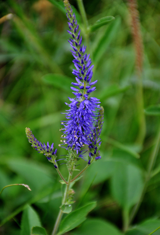 Image of Veronica spicata ssp. bashkiriensis specimen.